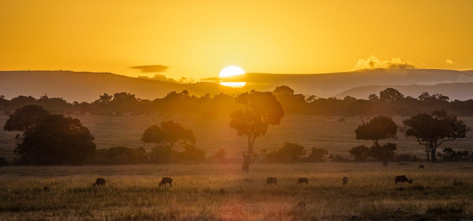 Luxury Tented Camps in the Maasai Mara