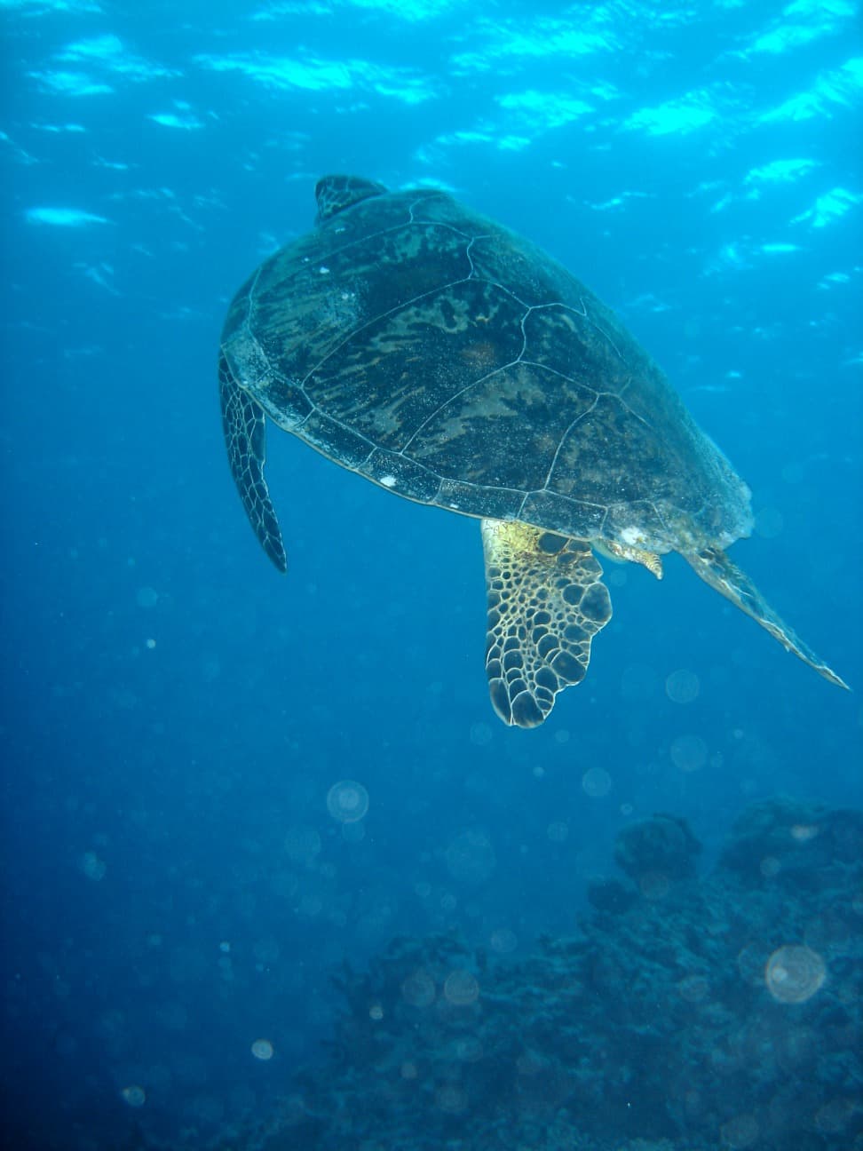 Watamu Marine Park: Snorkeling with Turtles