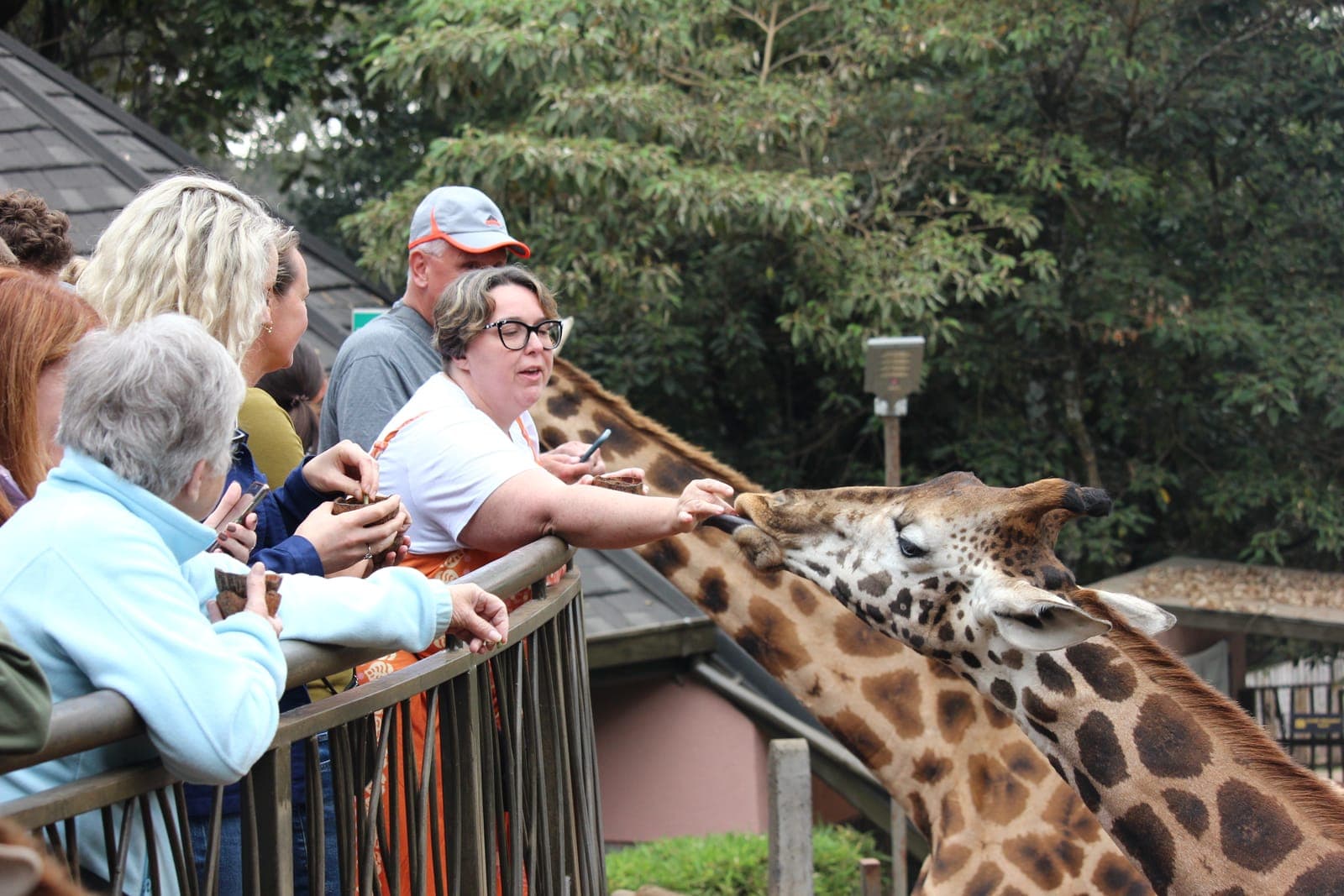 The Giraffe Centre: Feeding Rothschild's Giraffes in Nairobi