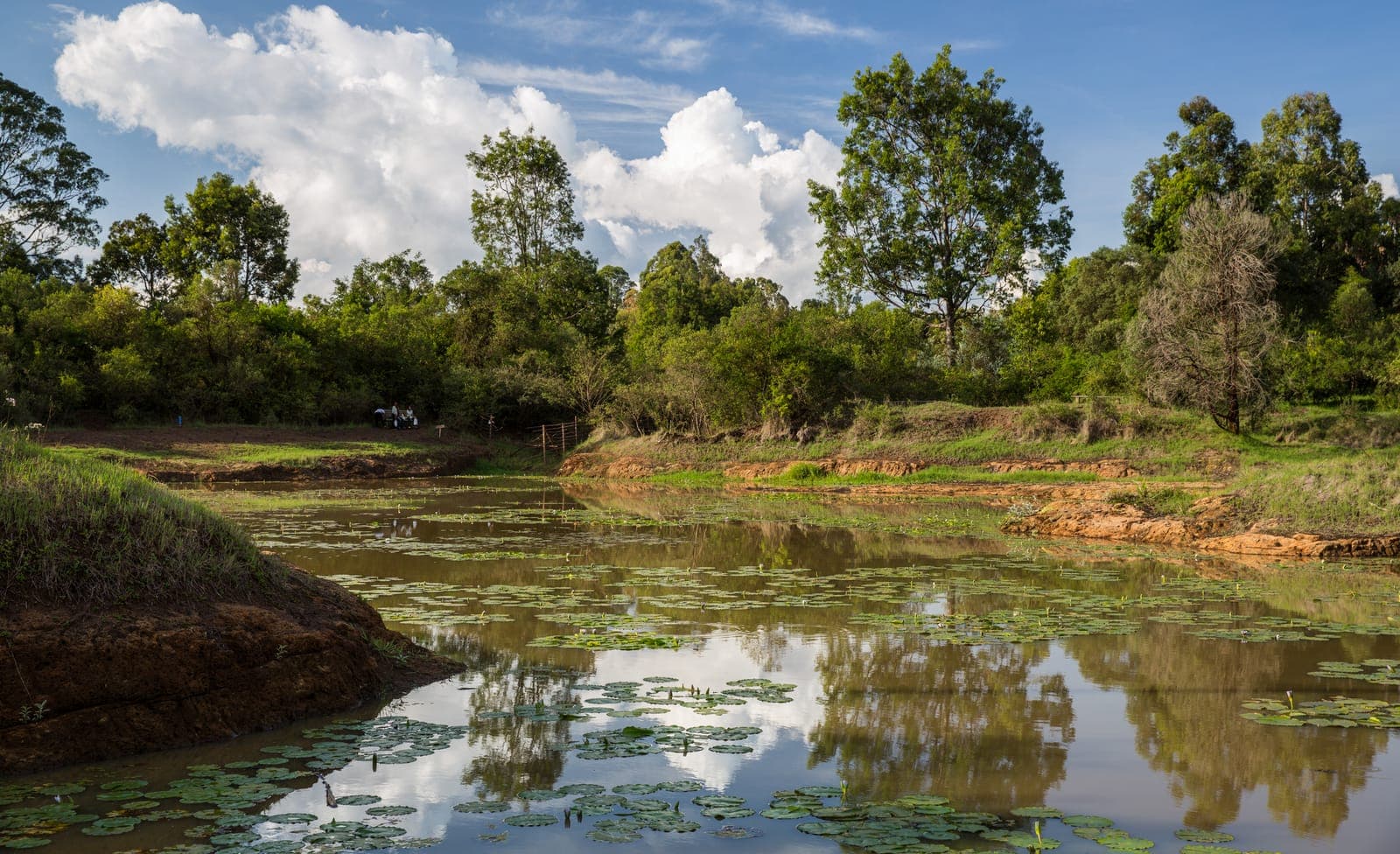 Karura Forest: Nairobi's Urban Forest Trails and Waterfall