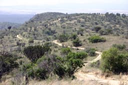 The Lewa Safaricom Marathon: Running With Wildlife