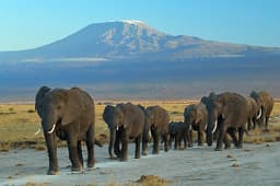 Amboseli National Park: Elephants Beneath Kilimanjaro