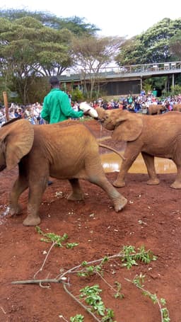 Sheldrick Wildlife Trust: Nairobi's Baby Elephant Orphanage