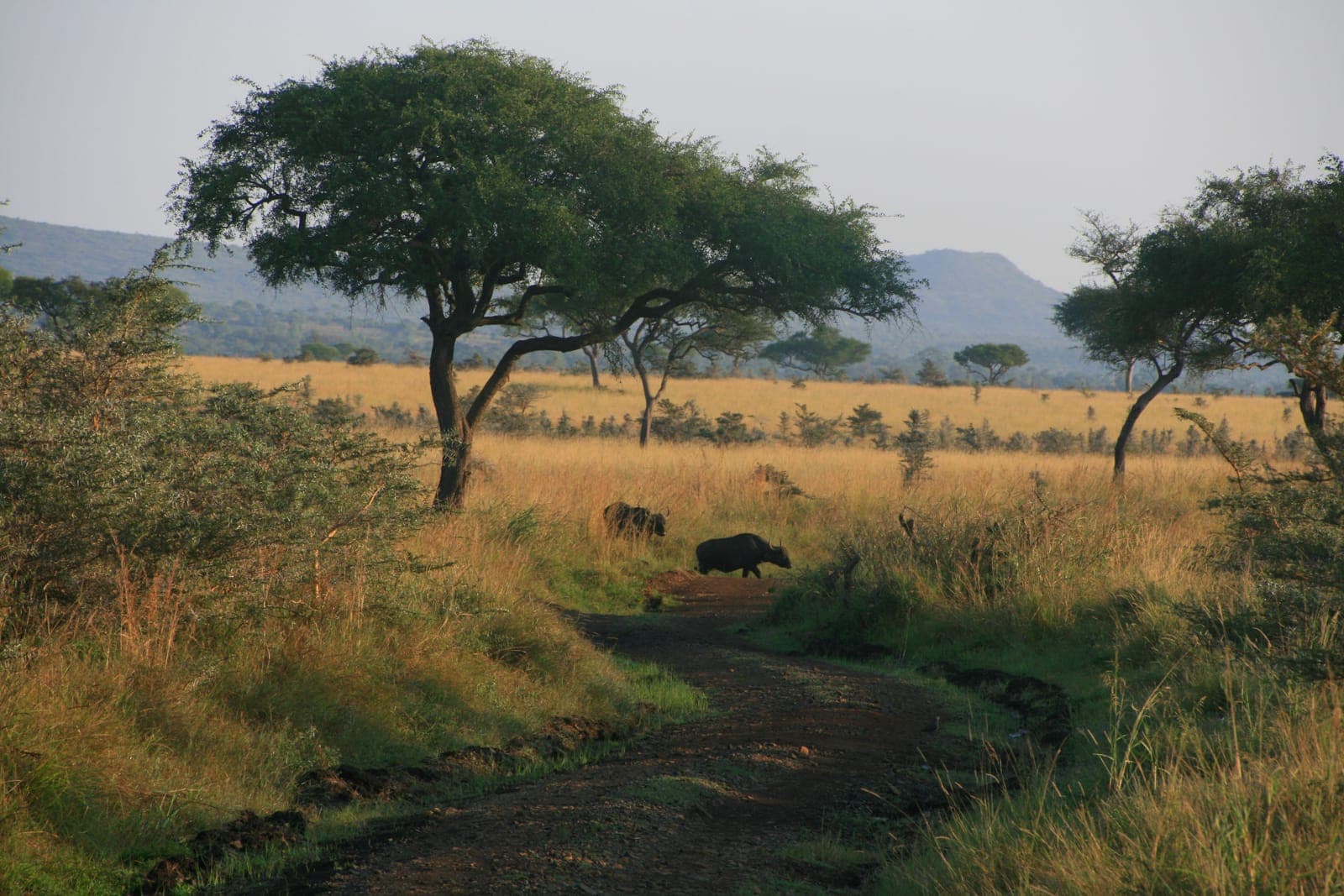 Ruma National Park: Kenya's Last Roan Antelope Sanctuary
