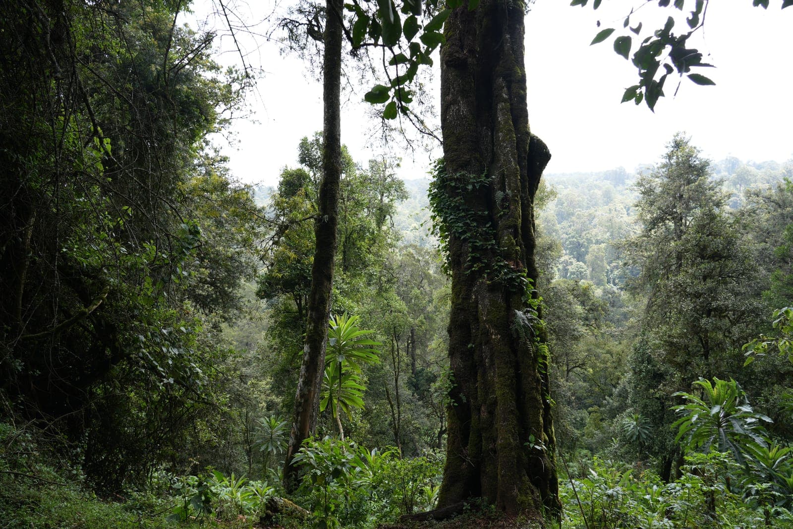 The Ogiek: Kenya's Forest-Dwelling Honey Hunters of the Mau